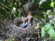 Amsel-1-Tag-9.jpg